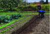 Figure 20 - Mustard cultivation with gardeners from the Orbiel valley to understand the stages of soil-plant arsenic transfer.