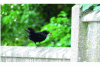 Figure 44 - Blackbird in the cemetery of Saint-Ouen-l'Aumône (95) (© Emilie Périé – 2020)