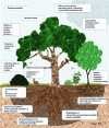 Figure 2 - The role of trees in permaculture
