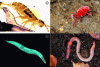 Figure 6 - Some examples of soil-dwelling animals: (A) Isotomurus springtail (Jérôme Cortet, Université Paul-Valéry Montpellier III); (B) Trombidium holosericeum mite; (C) Caenorhabditis elegans nematode; (D) Lumbricus terrestris earthworm.