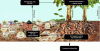Figure 2 - Schematic depiction of the main soil
carbon inputs and outflows