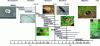 Figure 8 - Major groups of organisms illustrating the biodiversity hosted by soils, classified according to their size (modified from Guilland et al., [12]) (Photo credits: Brown mustard, P. Gaudin; mole, "Pixabay.com/Tabble").