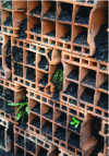 Figure 12 - Cavities in the honeycomb brick biodiversity wall, with the first shoots (personal photograph, May 2021).