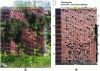 Figure 17 - (a) Photograph of the survey carried out on the south-facing brick wall in April 2022, (b) plan of the October 2022 floristic survey of the south-facing solid brick wall (the planting plan corresponds to the species in Table 2). Green numbers indicate the presence of a seeded species, white numbers its absence and yellow numbers the presence of a spontaneously introduced species.