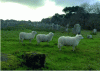 Figure 5 - Landes de Bretagne sheep, managers of the Carnac prehistoric sites (M. LAGARD, 2020)