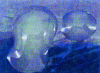 Figure 1 - Mucous colonies of Rhizobium alamii produced on glucose-rich medium after 4 days at 30°C in the dark.