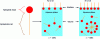 Figure 3 - Energetically favorable positioning of surfactant molecules at a water/air or water/oil interface and their self-assembly in micelle form in the volume of the aqueous phase, depending on whether their concentration c is greater or less than their critical micellar concentration (CMC).