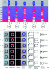 Figure 18 - Equivalence of perceptual process with recognition based on semantic representations of sound or vision