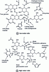 Figure 9 - Possible differences between compounds formed at the cured wood-adhesive CAG interface depending on whether the citric acid/glucose molar ratio is (a) low or (b) high [23].
