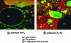 Figure 7 - Impact of homogenization pressure P; confocal microscopy images of dairy foam structures