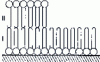 Figure 3 - Model of two layers (I and II) of alkylamine ions, condensed on the biotite surface