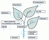 Figure 7 - Phytoremediation principle