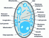 Figure 1 - Diagram of a baker's yeast cell (Saccharomyces cerevisiae )