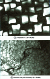 Figure 2 - Standard-treated N18 superalloy