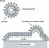 Figure 7 - Action of an anionic surfactant: sodium stearate: CH3(CH2)16COONa