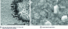 Figure 7 - SEM-FEG micrographs of electroless deposition on ABS (pH = 12 and 8 min deposition time) using a COVENTIA process.