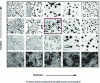 Figure 8 - Sensitivity of vermicular graphite cast iron to both magnesium (modification) and inoculation (from [14])