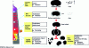 Figure 8 - Mechanisms of coke degradation in the blast furnace (from [15])