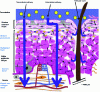 Figure 7 - Structures and pathways through the skin (after Bolzinger et al.)