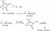 Figure 7 - Free radical formation assisted by a hydrogen donor in the camphorquinone-tertiary
amine system [13] [14]
