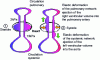 Figure 2 - Simplified illustration of volume constancy in the arterial network