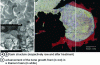 Figure 26 - Bone growth measurements in metal foam (source: Biomaterials 26 (2005) 6014-6023)