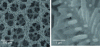 Figure 23 - Copper nanofoam prepared by electrodeposition and wall detail (adapted from [43])