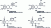 Figure 2 - The four possible combinations of flavonoid units in condensed tannins