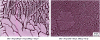 Figure 16 - Frosted glass surfaces obtained with baths based on NH4F, HF+HNO3 or KF, HF+HNO3