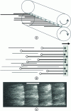 Figure 3 - a) formation of a cluster by pinching between two drawing rollers; b) alignment of fiber heads in a cluster (black discs = heads and white discs = fiber bases; arrow = direction of production); c) fiber clusters (wool) obtained by disrupting a combing machine to highlight cluster formation; the arrow indicates the direction of production (photo credit Claude Dreyer [1])
