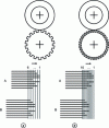 Figure 7 - Cases of cluster formation with grooved stretching cylinders whose grooves are a) coarse or b) finer, corresponding respectively to the cases shown in Figures 6b and 6c.