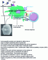 Figure 8 - Role of hydroxyapatite particles in CD8 stimulation