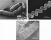 Figure 21 - Scanning electron microscope images of structures obtained by precipitating witherite (BaCO3) in silica gel 