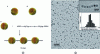 Figure 11 - (a) Schematic representation A) from the front and B) from above of γFe2-O3 NPs functionalized with the ligand mixture and C) schematization of the reaction between the surface ligands and the crosslinking agent, (b) TEM image of the nanochains obtained after crosslinking (after [57]).