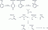 Figure 14 - Phenol photodegradation mechanism proposed by Sobczynski et al [42].