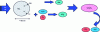 Figure 3 - Photocatalytic mechanism for the oxidation of organic compounds