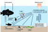 Figure 4 - Illustration of potential interactions between nanoparticles and the various biological compartments of aquatic environments