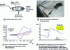 Figure 34 - Electrochemical methodology for in vivo detection of electroactive species injected or produced in a mouse tumor (from 41).