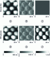 Figure 6 - Topography (a) and (d), amplitude (b) and (e) images of the periodic polymer structure enclosing enzymes obtained in tapping mode, and electrochemical (c) and (f) images of GOD activity (from [16])
