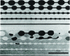 Figure 14 - Glass capillaries filled with mercury (top), then after mercury extrusion (bottom). The mercury (black in the image) remains trapped in the cavities (after [23]).