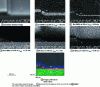 Figure 2 - Auger imaging (x, y) of the Au (200 nm)/Mo (50 nm)/GaN structure of an electronic component (128 × 128 pixels, E0 = 20 keV, = 6 nA, i = 30˚) whose slice was obtained by using a Ga+ ion beam (FIB: 30 keV, normal incidence) (according to F. Wyczisk, Thales TRT, Palaiseau) 
