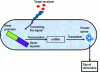 Figure 4 - Schematic diagram of the detection mechanism for class I and class II whole-cell bacterial bioreporters