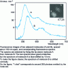 Figure 8 - Near-field fluorescence spectra of two adjacent molecules [31]