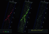 Figure 11 - 3D distributions of carbon, niobium and nitrogen atoms in a ferritic steel model (LEAP images, Leoben doc., F. Danoix et al.).