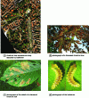Figure 20 - Mapping the state of senescence of trees (credit Josselin AVAL@ONERA)