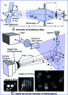 Figure 7 - In-focus interferometric imaging technique, diagram for a refracting particle (m > 1)