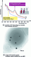 Figure 9 - Concentrated multilamellar phases (onons) as reactor for heterogeneous nucleation of gold nanoparticles