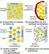 Figure 9 - Enzyme immobilization methods