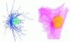 Figure 18 - Lateral positioning of the centrosome: calculated microtubule network and experimentally observed case