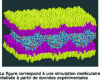 Figure 12 - Final state: surfactant sandwich enclosing a dense layer of proteins